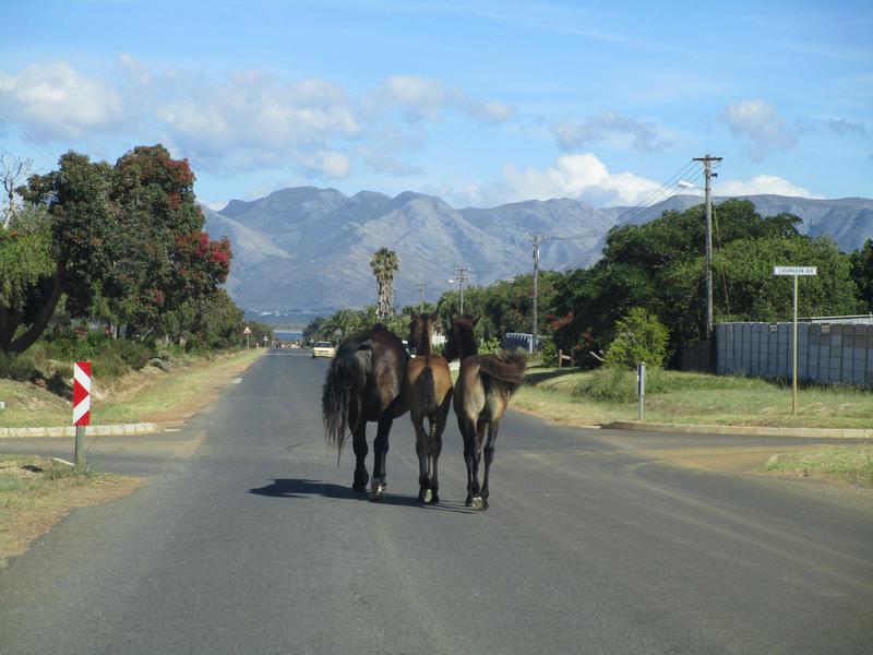 0 Bedroom Property for Sale in Fisherhaven Western Cape